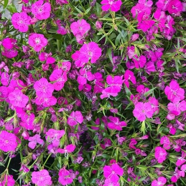 Dianthus chinensis ফুল