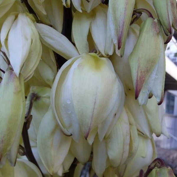 Yucca gloriosa 花