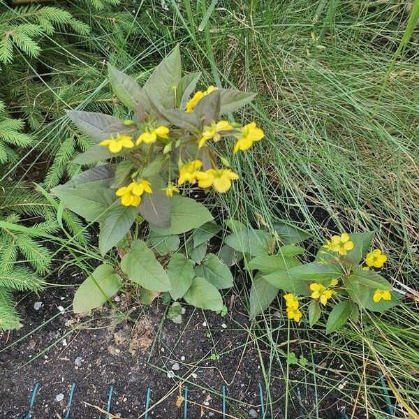 Lysimachia ciliata Folha