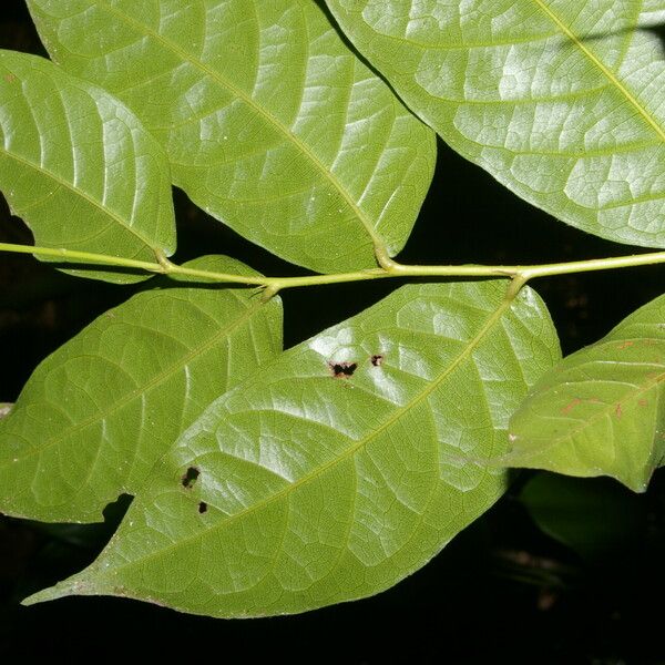 Hirtella racemosa 葉