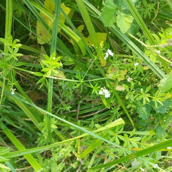 Galium rivale Blomst