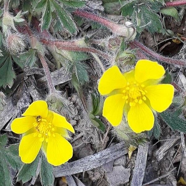 Potentilla verna Flower