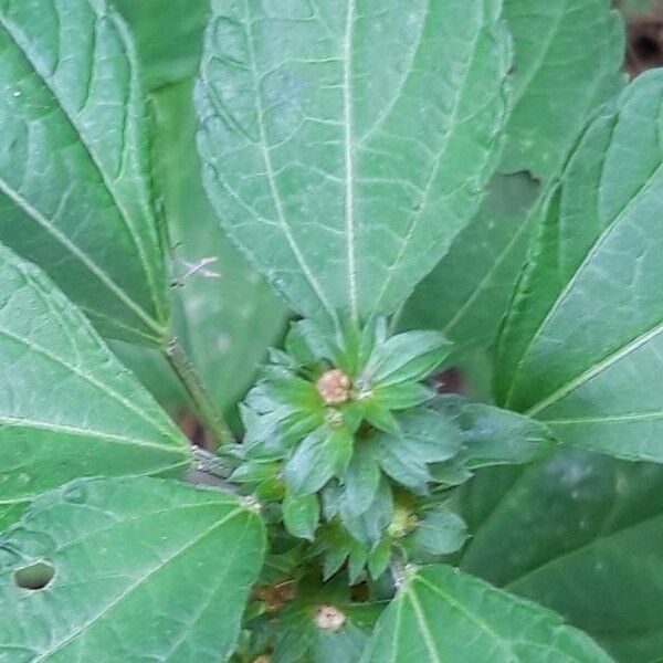 Acalypha virginica Leaf