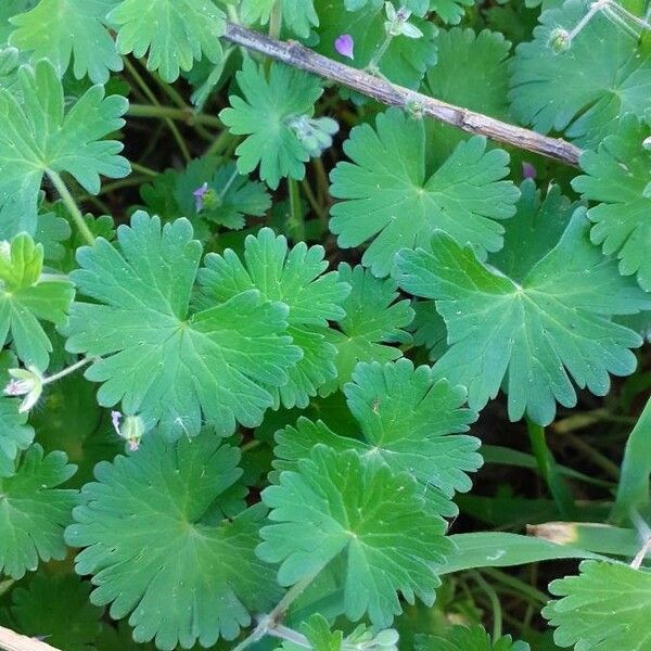 Geranium molle Foglia