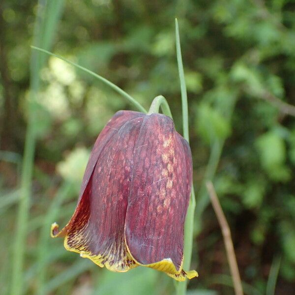 Fritillaria pyrenaica 花