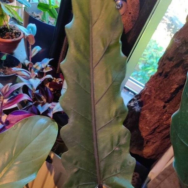 Alocasia lauterbachiana Blatt