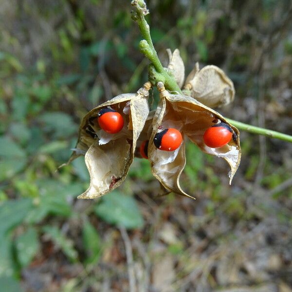 Abrus precatorius Fruchs