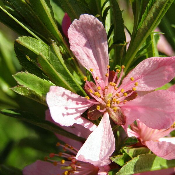 Prunus tenella Fleur