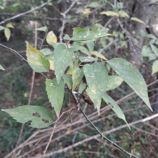 Celtis laevigata Blatt