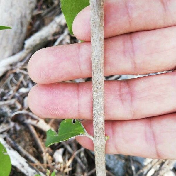 Bunchosia swartziana Corteccia