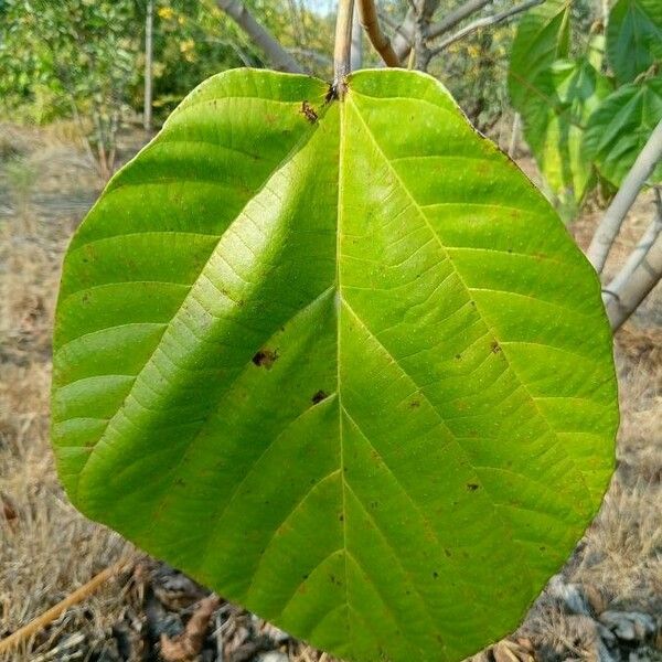 Ficus auriculata برگ