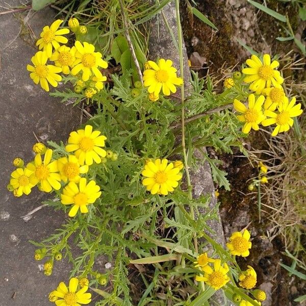 Senecio squalidus Blomst