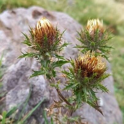 Carlina vulgaris Habit