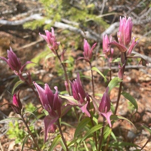 Castilleja elegans Blüte