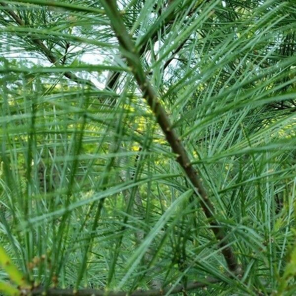 Pinus strobus ᱥᱟᱠᱟᱢ