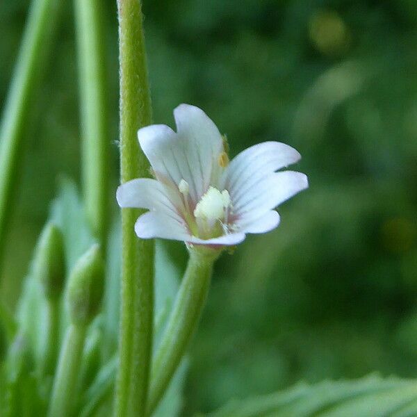 Epilobium roseum Flower