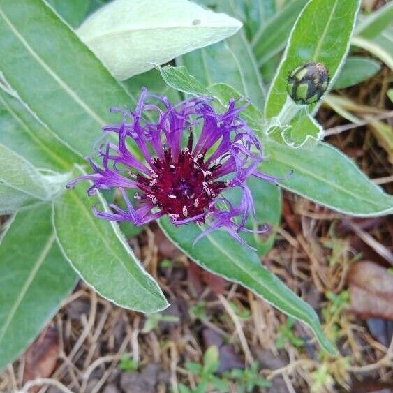 Centaurea triumfettii 花