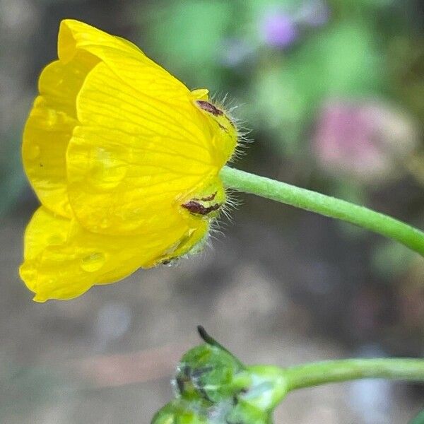 Ranunculus acris Blomma