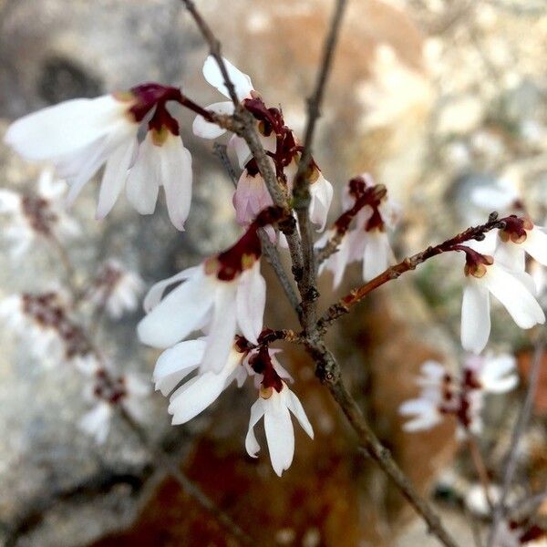 Abeliophyllum distichum Kukka