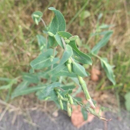 Moricandia arvensis Leaf