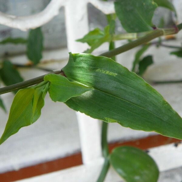 Gibasis pellucida Leaf