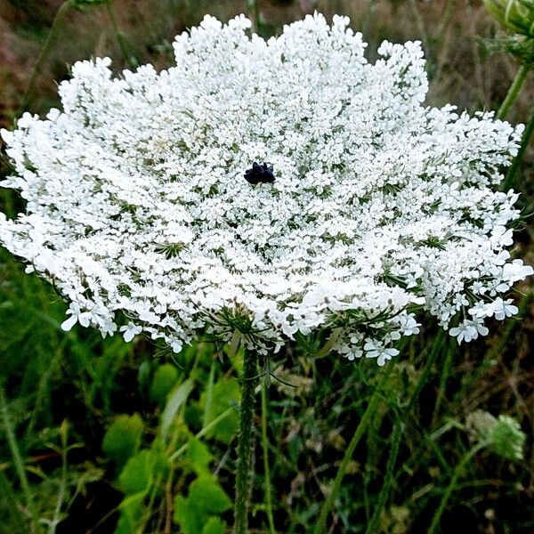 Ammi majus ᱵᱟᱦᱟ