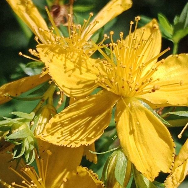 Hypericum maculatum Цветок