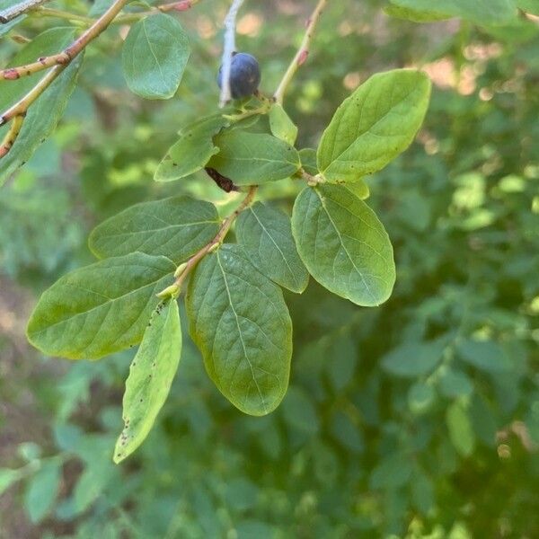 Vaccinium membranaceum Φύλλο