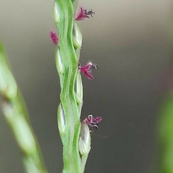 Digitaria sanguinalis Flors