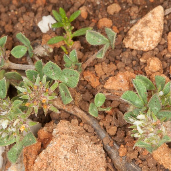 Trifolium scabrum List