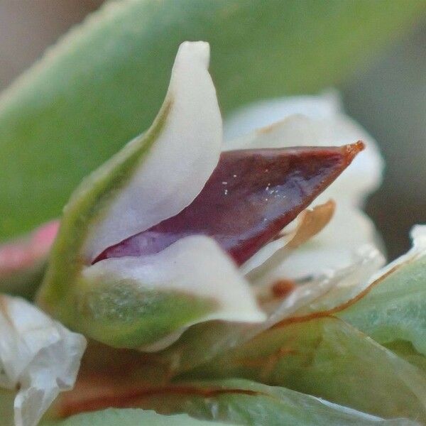 Polygonum maritimum Flor