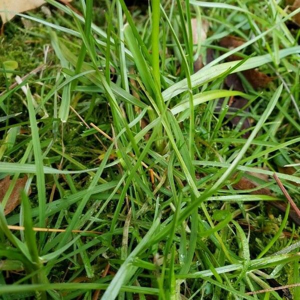 Poa annua Leaf