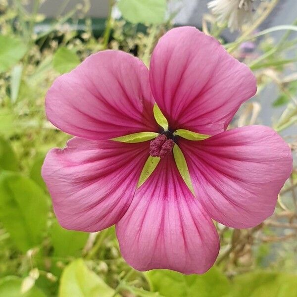 Malva trimestris Flower