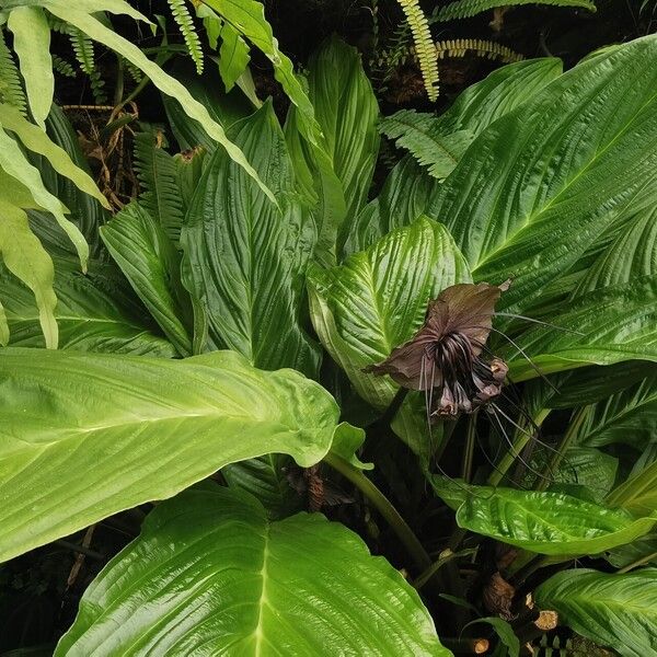 Tacca chantrieri Flower