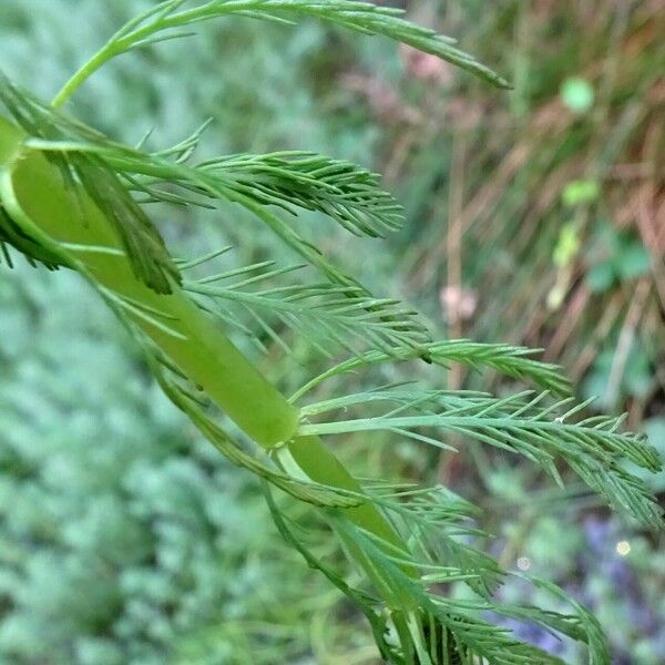 Myriophyllum aquaticum Інше