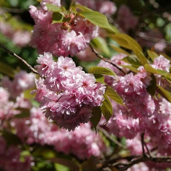 Prunus serrulata Květ