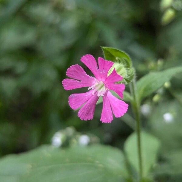 Silene pendula Flor