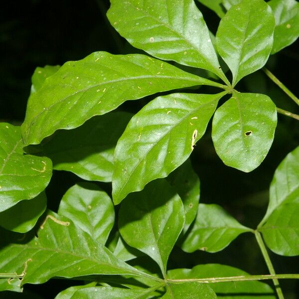 Parmentiera valerii Leaf