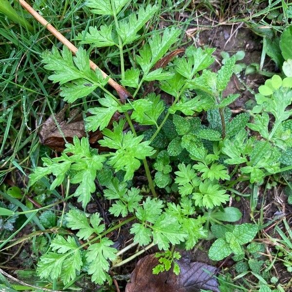 Anthriscus cerefolium Feuille