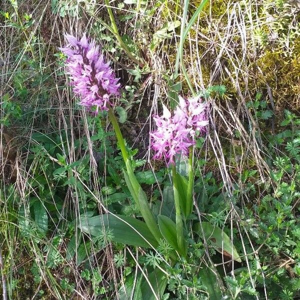 Orchis simia 花