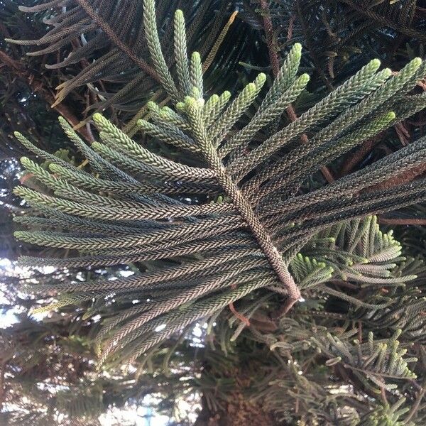 Araucaria heterophylla Blad