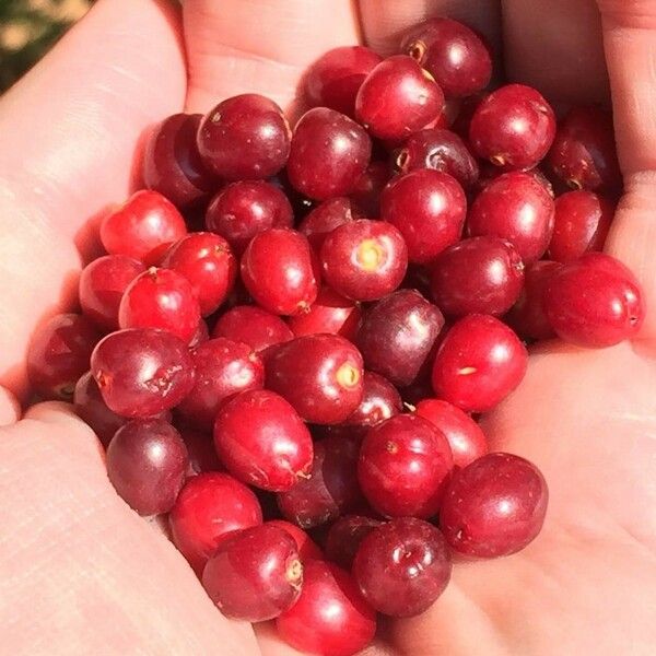 Phyllogeiton zeyheri Fruit