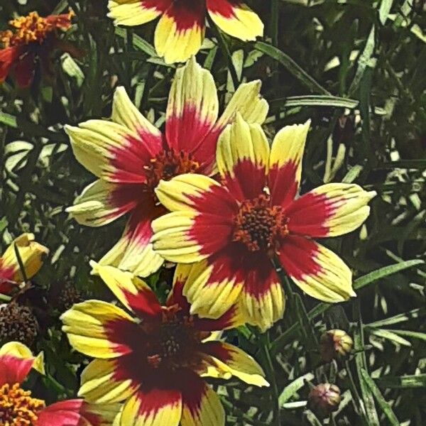 Coreopsis tinctoria Flower