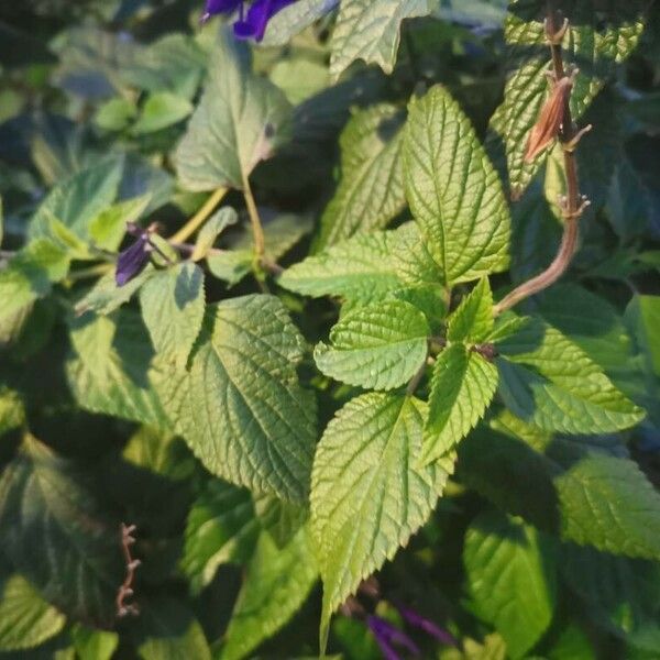 Salvia guaranitica Fuelha