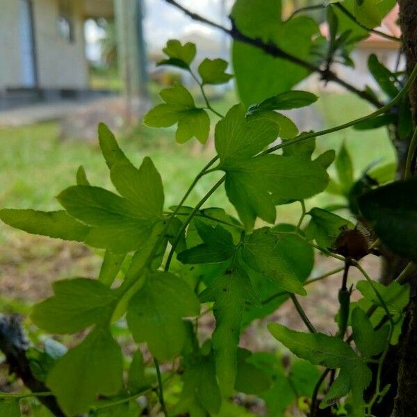 Lygodium japonicum Leaf