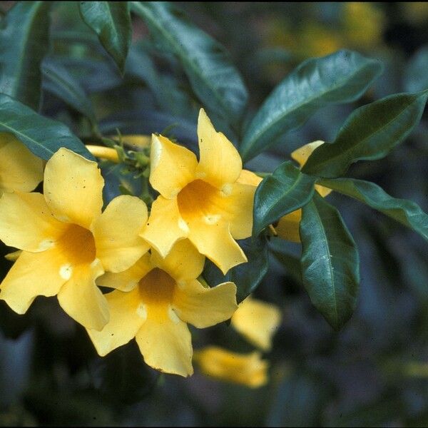 Allamanda cathartica ᱵᱟᱦᱟ