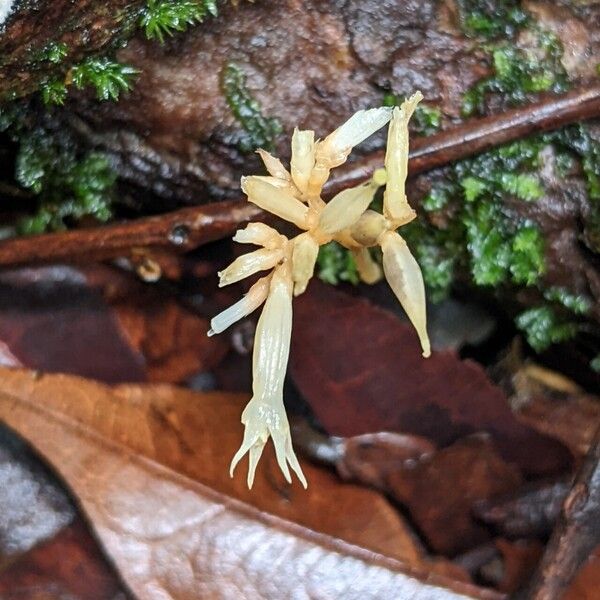 Voyria corymbosa Flower