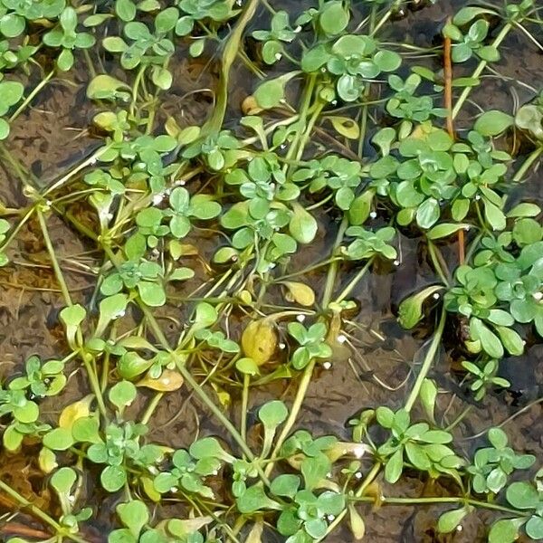 Callitriche stagnalis Leaf