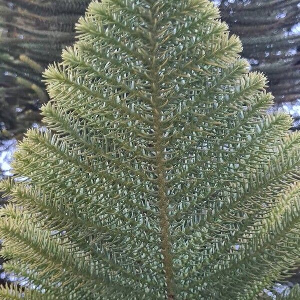 Araucaria heterophylla Levél