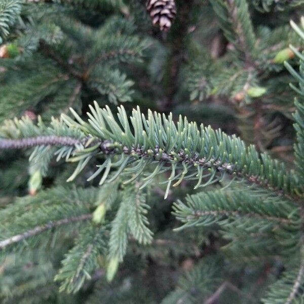 Picea mariana Leht